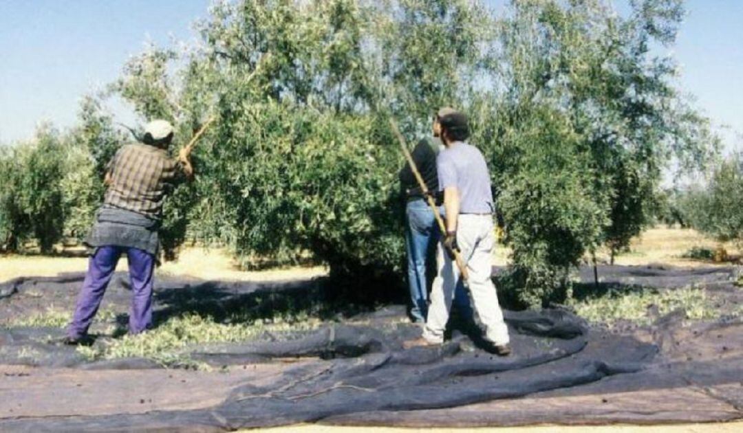 Campaña de la aceituna (Archivo).