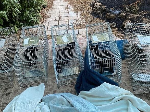 Control de las colonias felinas en Belmonte