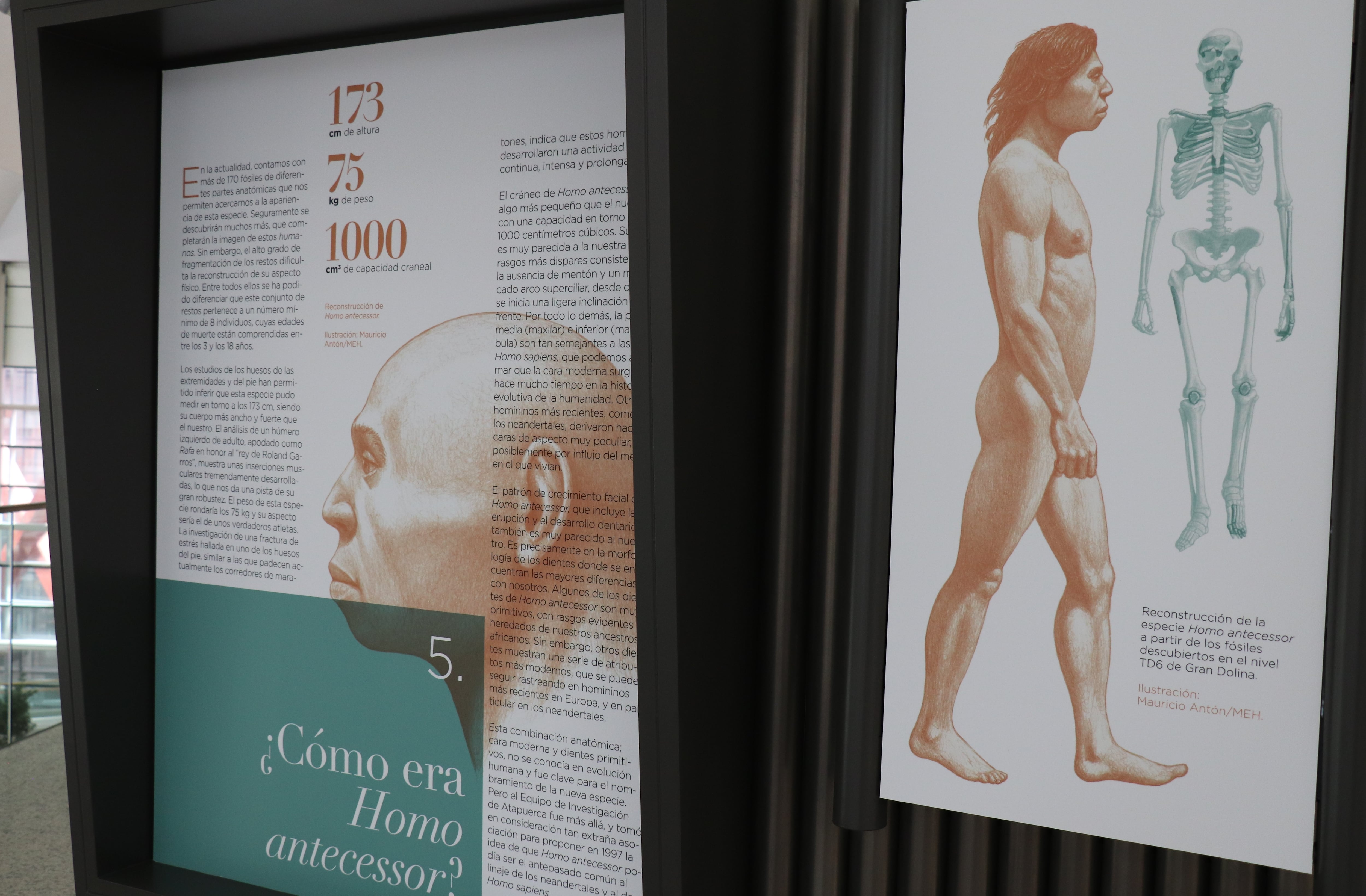 Exposición &#039;Homo antecessor. El descubrimiento de una especie&#039; en el Museo de la Evolución Humana de Burgos
