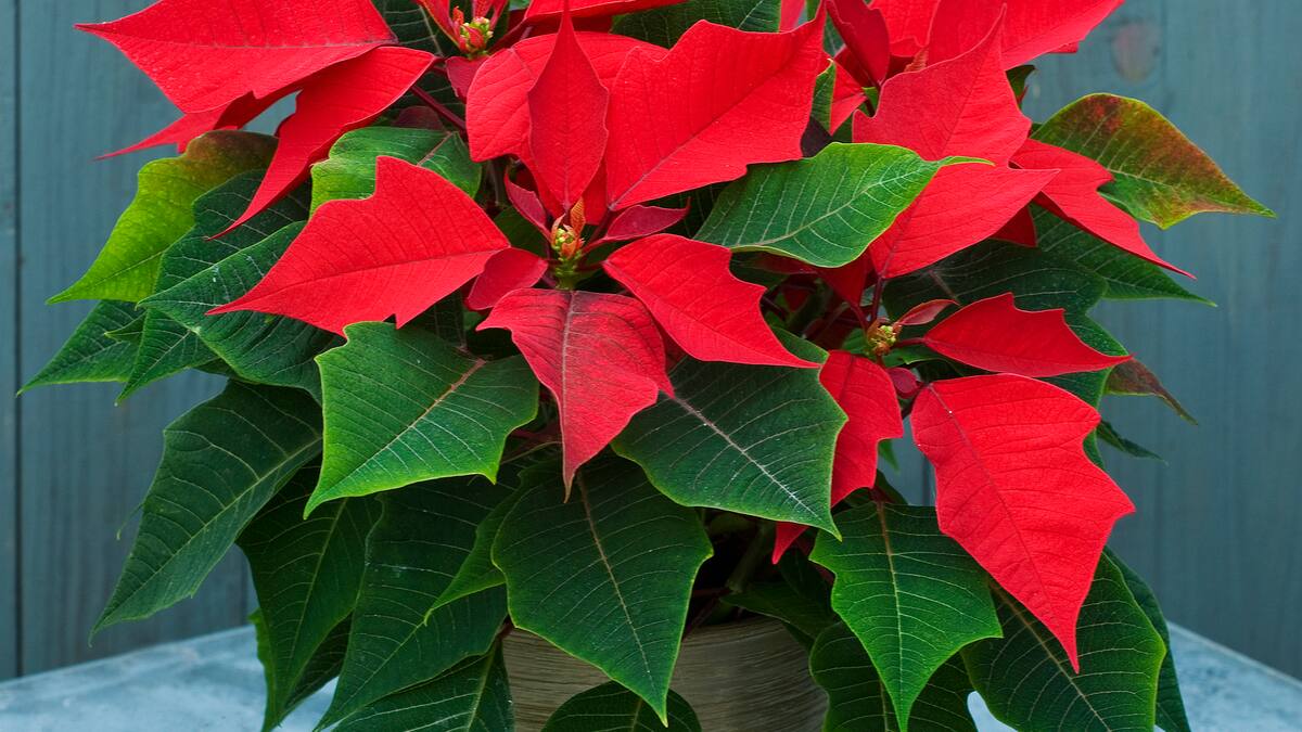 Entrevista con Inés Martínez, presidenta de la Asociación de Alzheimer de Lorca.