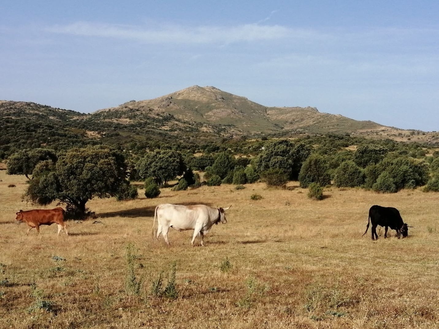 Ganadería extensiva en la sierra norte de Madrid