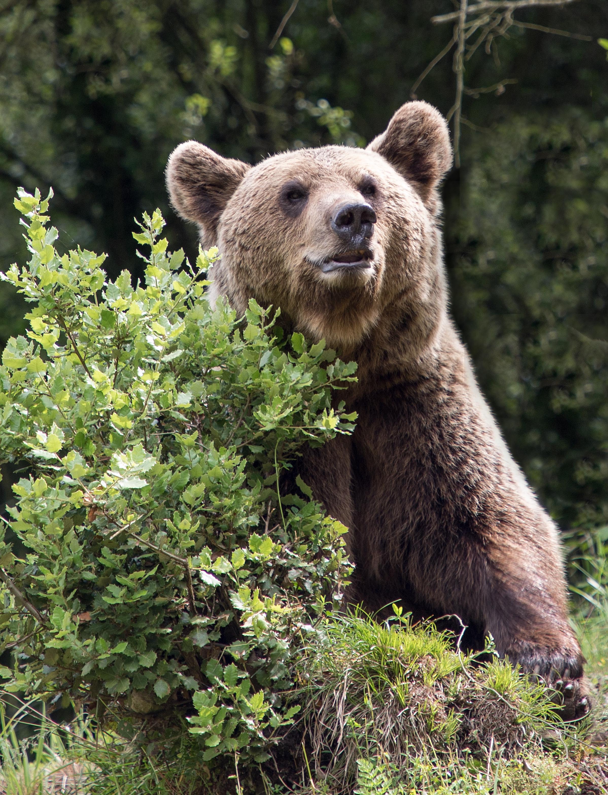 Oso Pardo cantábrico
