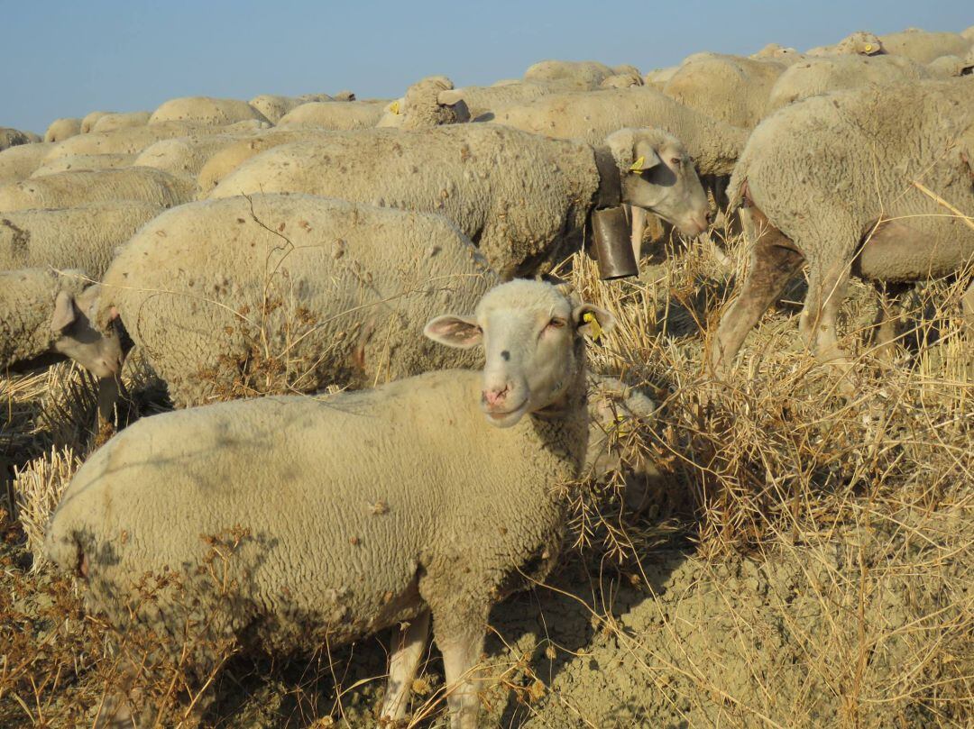 Ganadería ovina en Córdoba