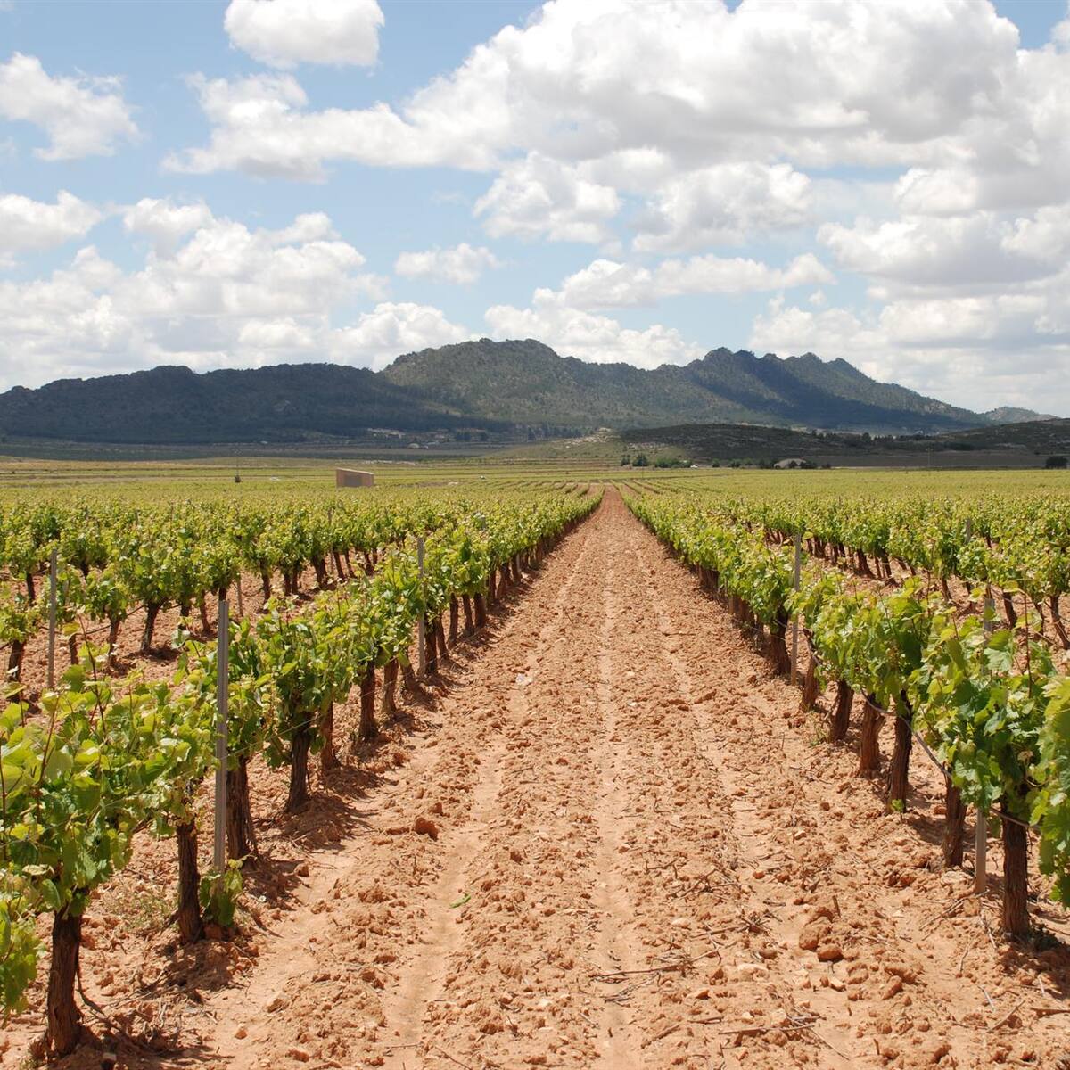 Abierto el plazo para solicitar las ayudas para la reestructuración y reconversión del viñedo en la Región de Murcia