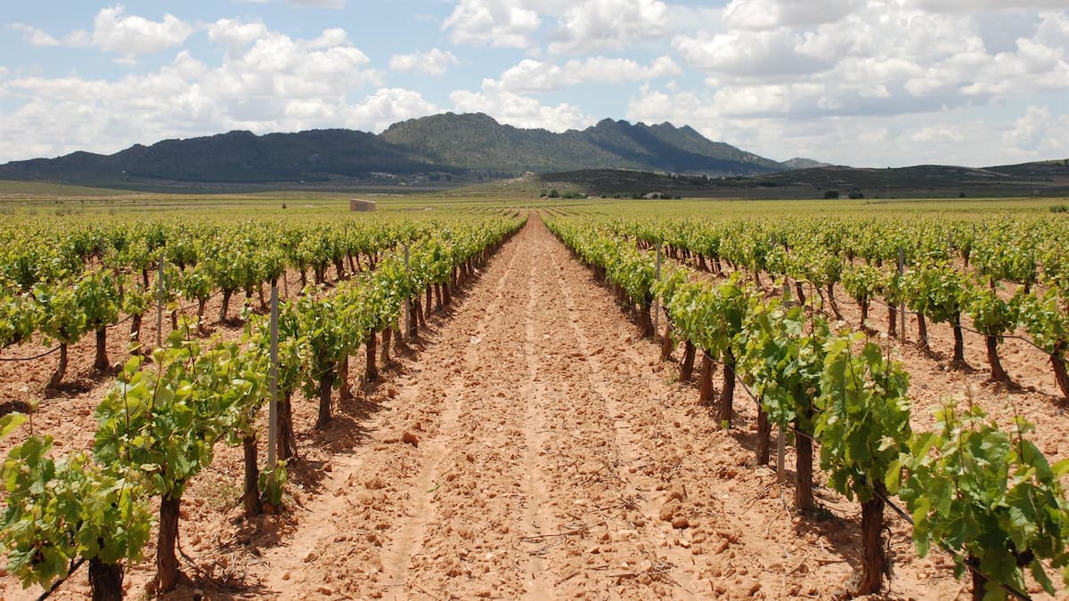 Dos climas, la arqueología y los tambores maridan con el vino en la Ruta del Vino de Jumilla