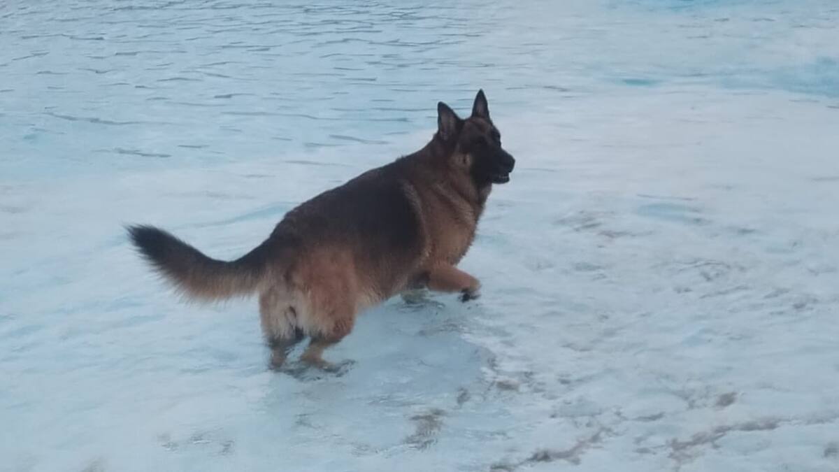 Alberto Rico, concejal de Bienestar Animal de Parla, reclama una excepción legal para recuperar el día de los perros en la piscina municipal