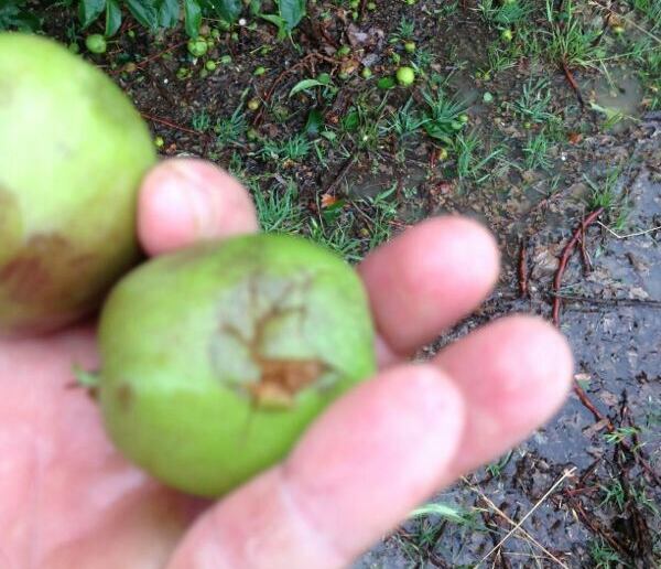 Una pedregada ha afectat aquesta tarda cultius de cereals i fruita les comarques de les Garrigues, l'Urgell i el Pla d'Urgell