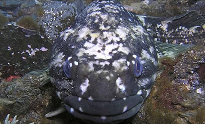 Foto del bacalao ártico