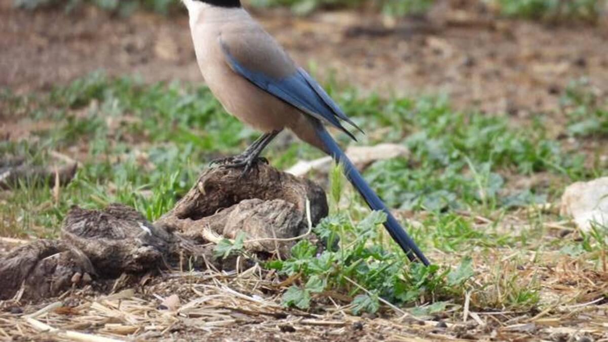 Nuestra naturaleza: El Rabilargo, la excepción Ibérica