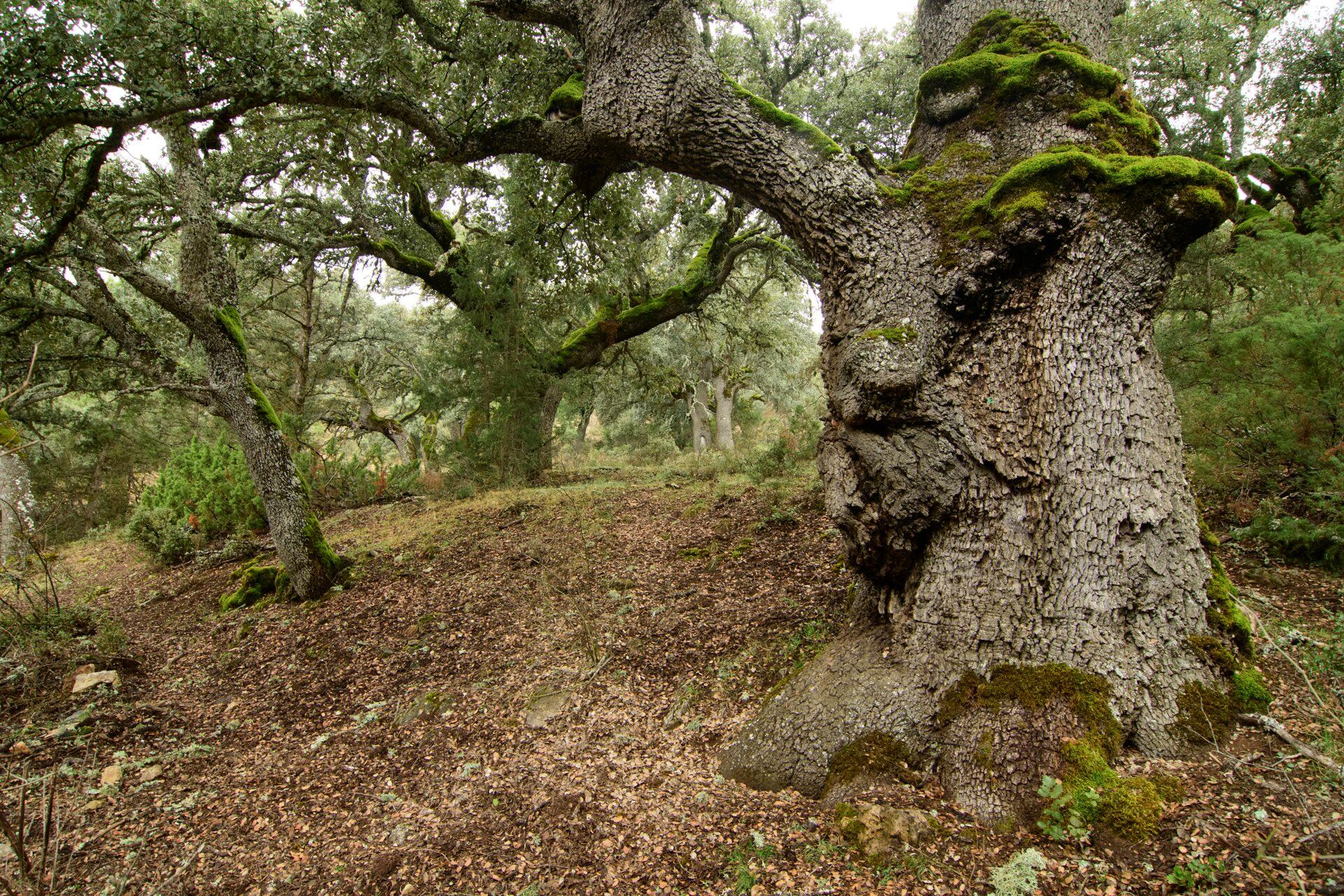 07_Ganador_MundoVegetal_Jesús Alberto García