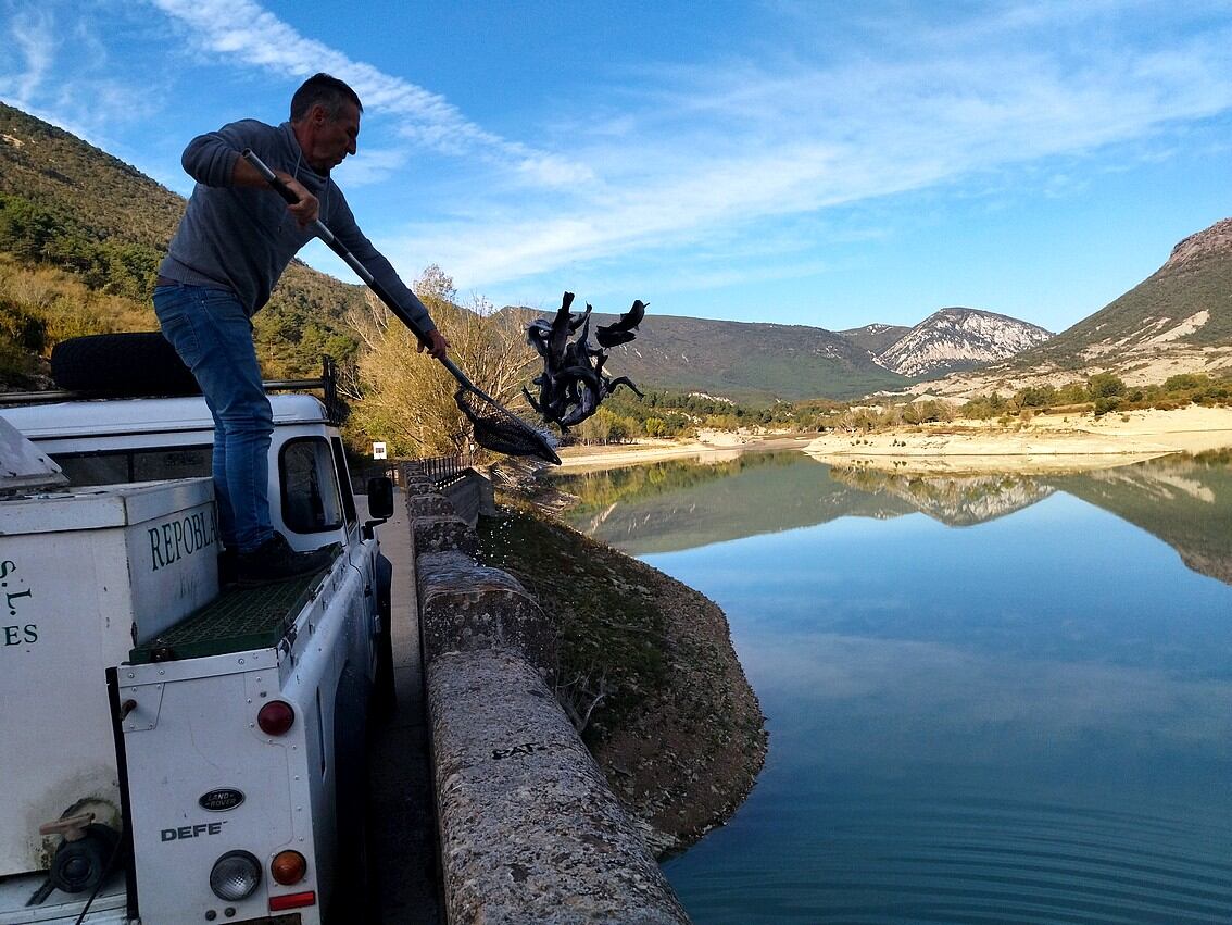 La Delegación Provincial de Pesca ha repoblado Arguis con 1.000 truchas