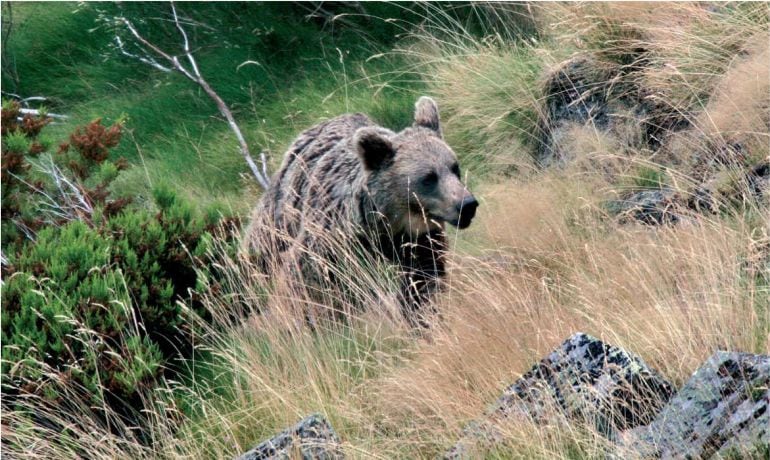 Un oso recorre el monte