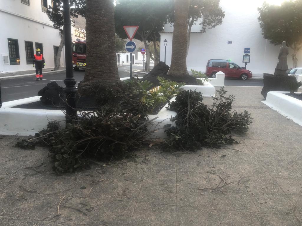 Ramas caídas en Yaiza.