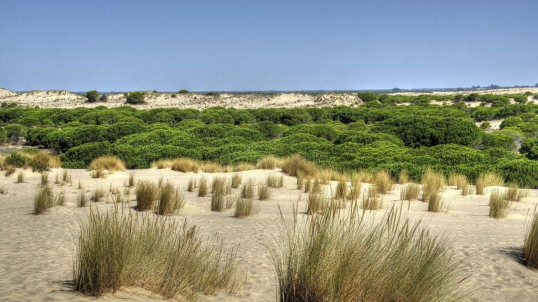 Espacio natural de Doñana