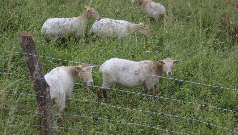 El rebaño de ovejas está formado por una quincena de ejemplares