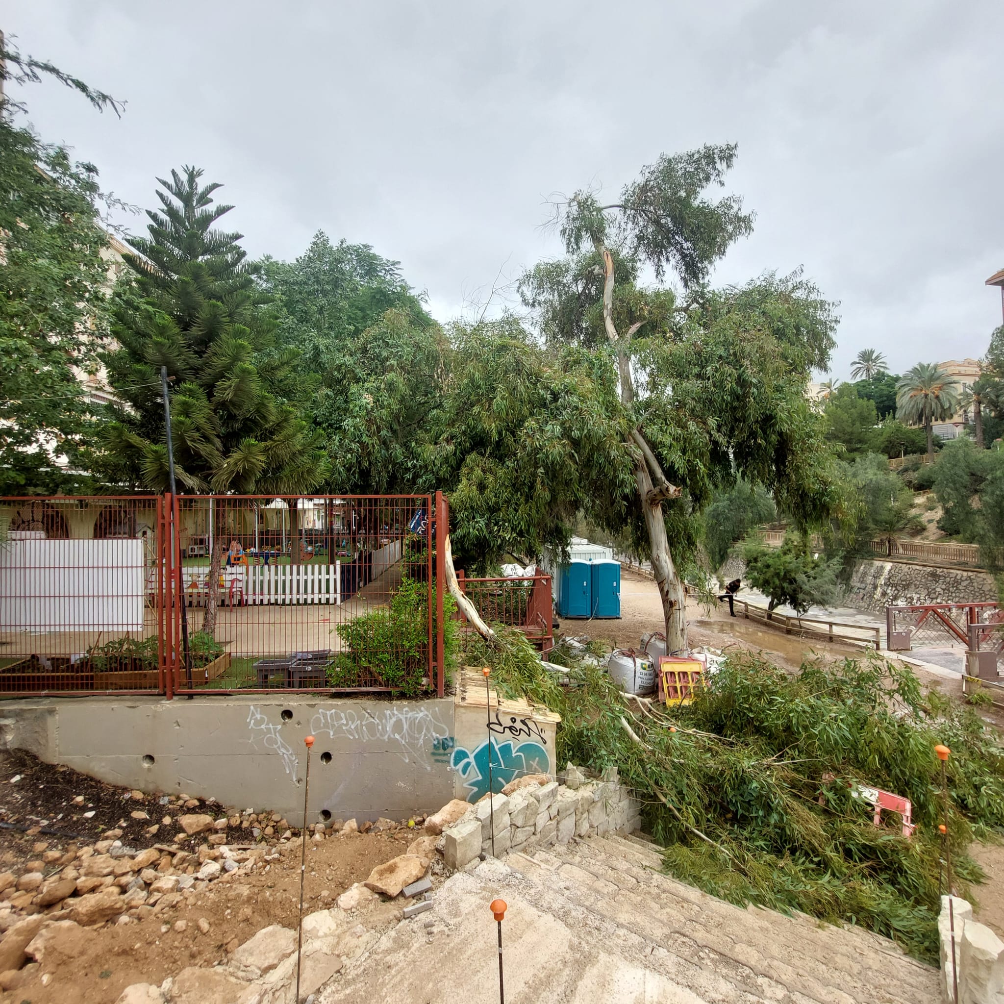 Caída de un árbol en Elche
