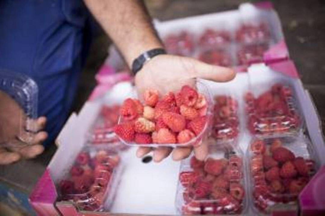 Tarrinas de frambuesas