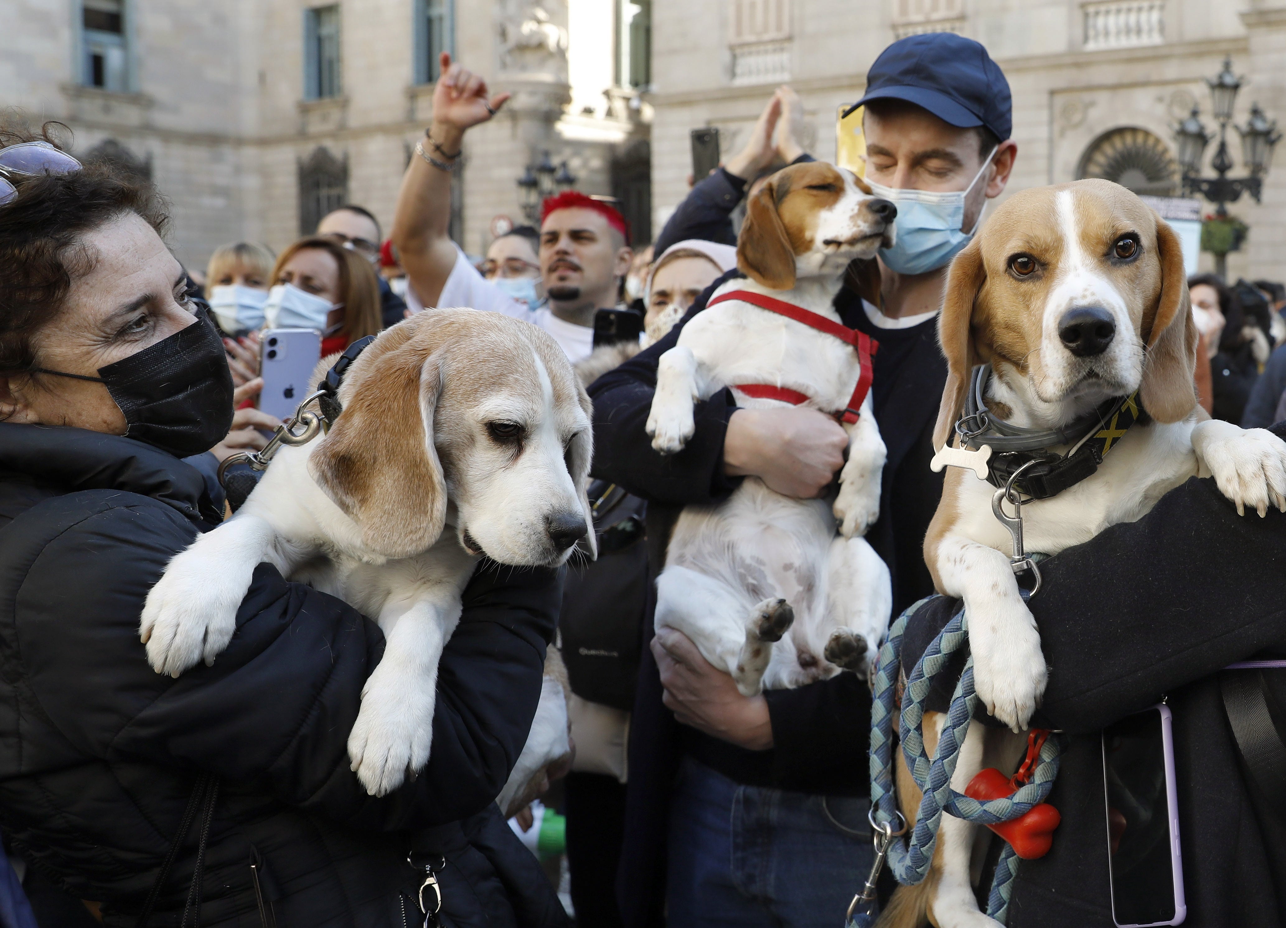 GRAF4196. BARCELONA (ESPAÑA), 22/01/2022.- Diferentes entidades animalistas y ecologistas convocaron este mediodía una concentración de protesta en la plaza de Sant Jaume de Barcelona para exigir al Parque Científico de Barcelona que pare el experimento con 32 perros de la raza Beagle en los que probarán fármacos y acabarán siendo sacrificados en los laboratorios de Vivotecnia en Madrid. EFE/ Andreu Dalmau
