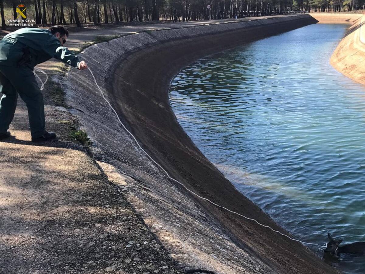 La Guardia Civil salva a un corza de morir ahogada en el canal del trasvase