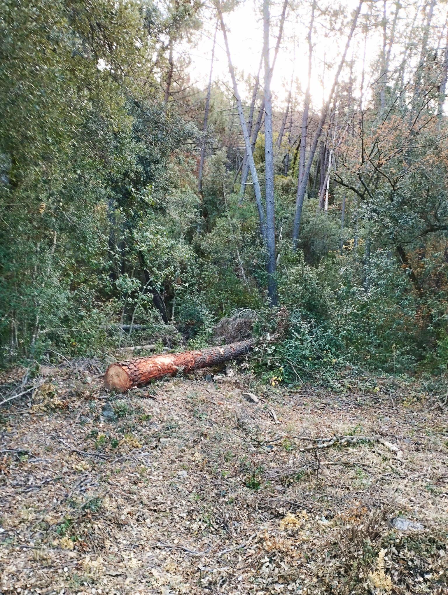 Arbre afectat per la sequera