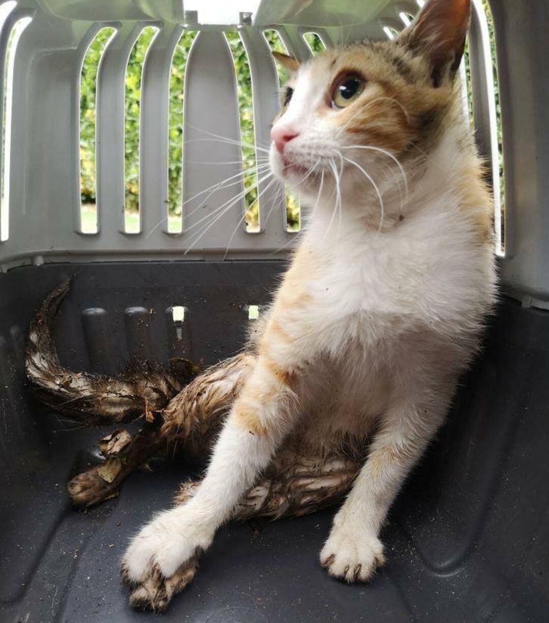 Imagen del gato mortalmente herido, por un disparo, encontrado por la carretera de Piedrabuena 