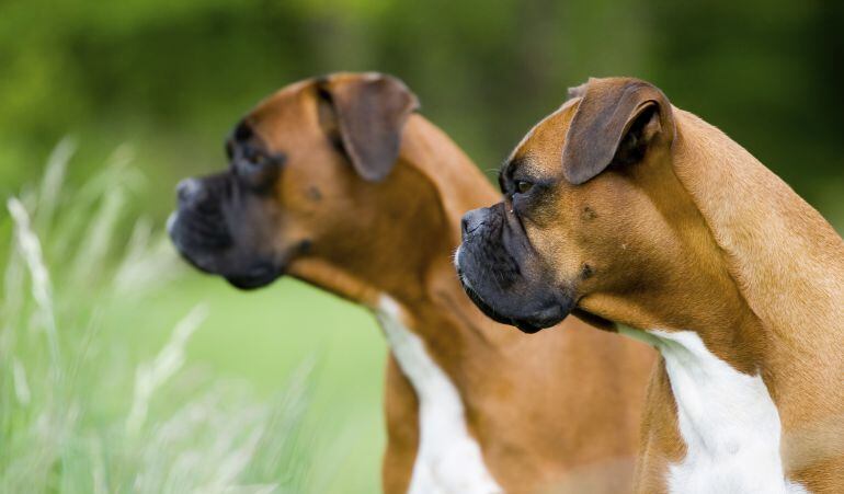 Dos boxers alemanes.