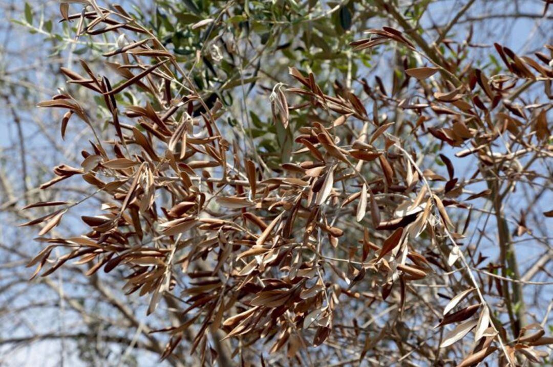 Árbol afectado por la xylella fastidiosa 