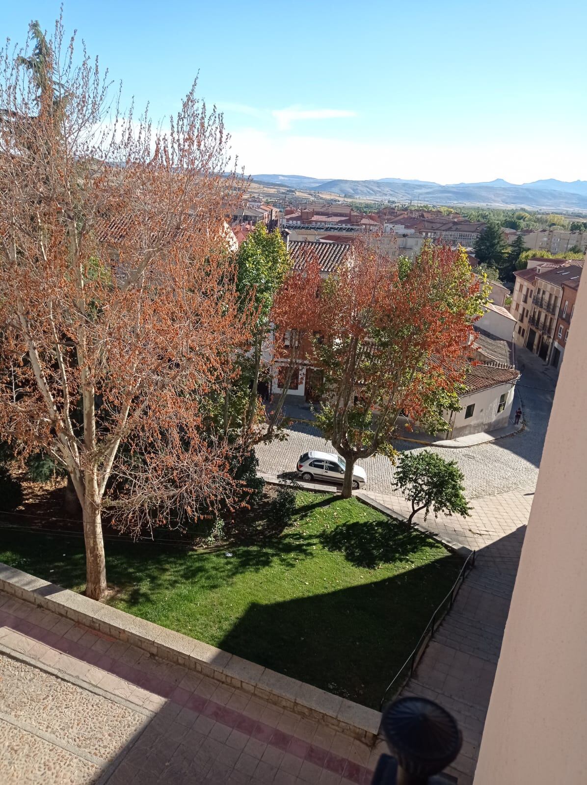 Árboles secos en el jardín de la calle La Cruz
