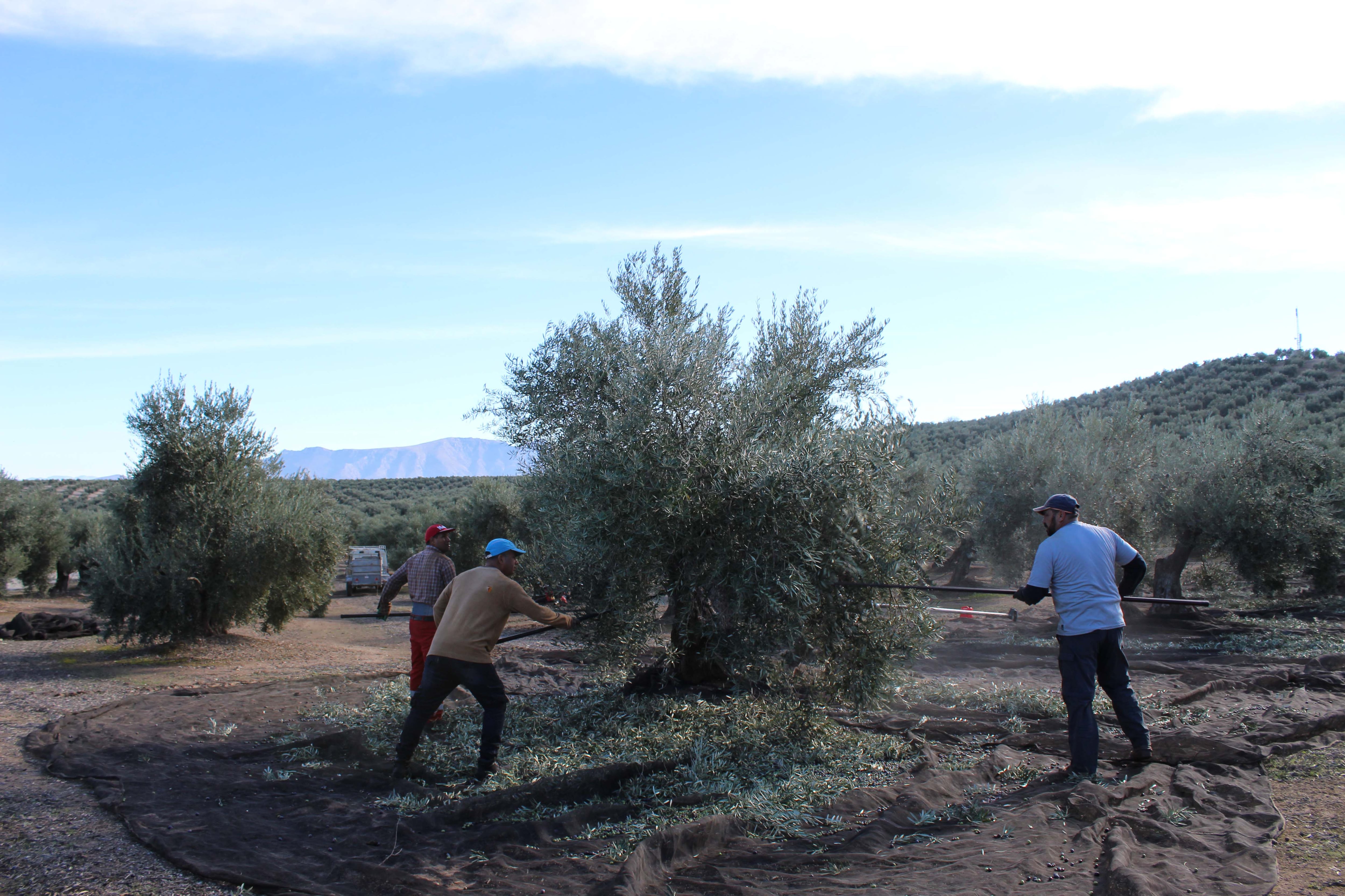 Otra imagen de la recolección de aceituna en Sierra Mágina