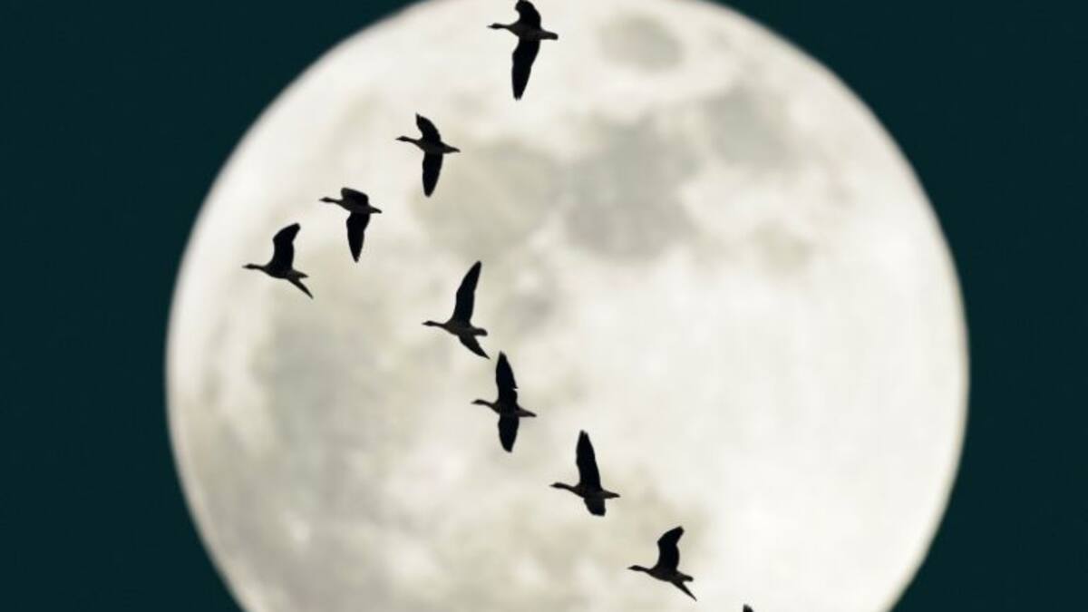 Los secretos de las aves, al descubierto