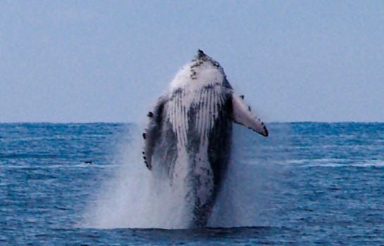 Ballena jorobada