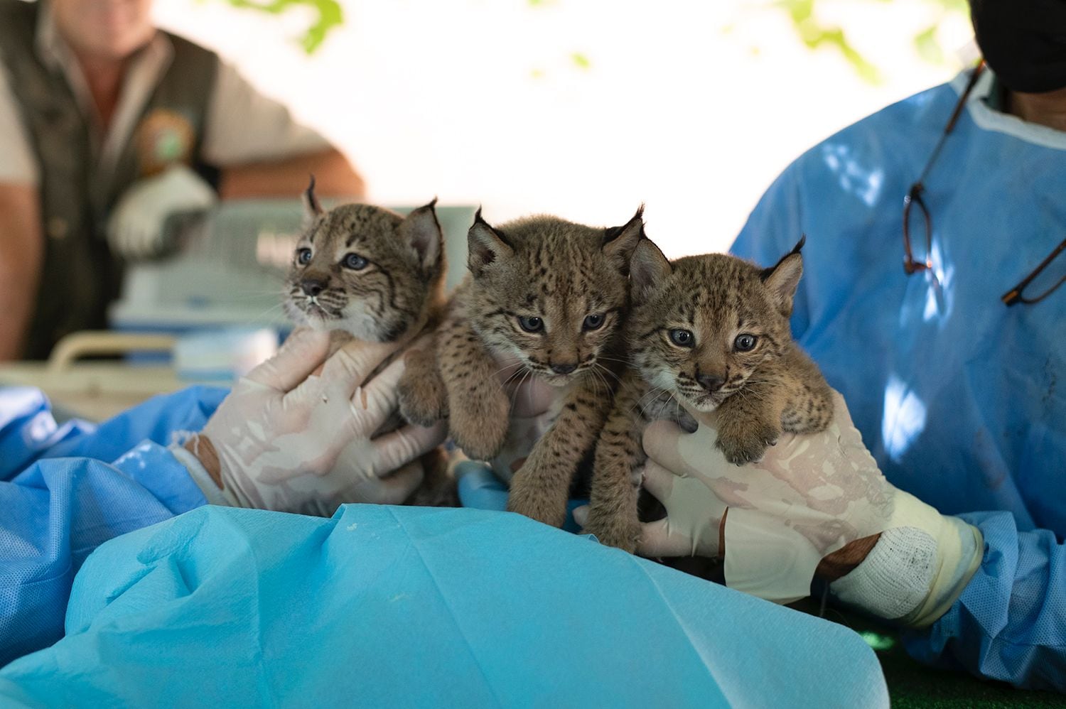 Los tres ejemplares de lince ibérico nacidos en el Zoo de Jerezl