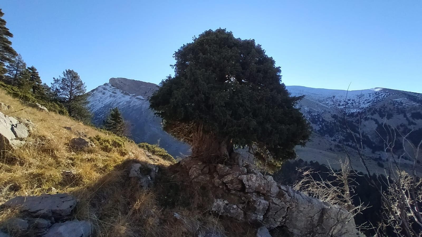 El “Tejo dela Espata” tiene más de 500 años y está ubicado en el término municipal de Villanúa