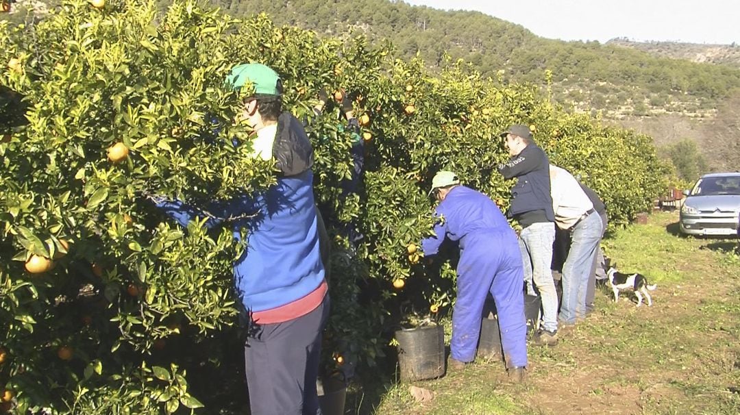 Agricultores trabajando con cítricos