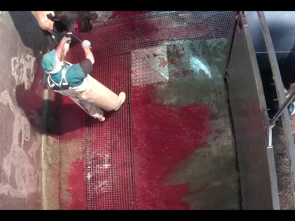 La instalación de cámaras en los mataderos evitará casos de maltrato animal como el denunciado en El Barraco
