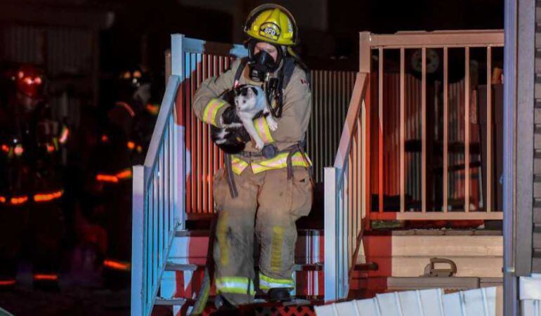 El gato que alertó del incendio rescatado por los bomberos.
