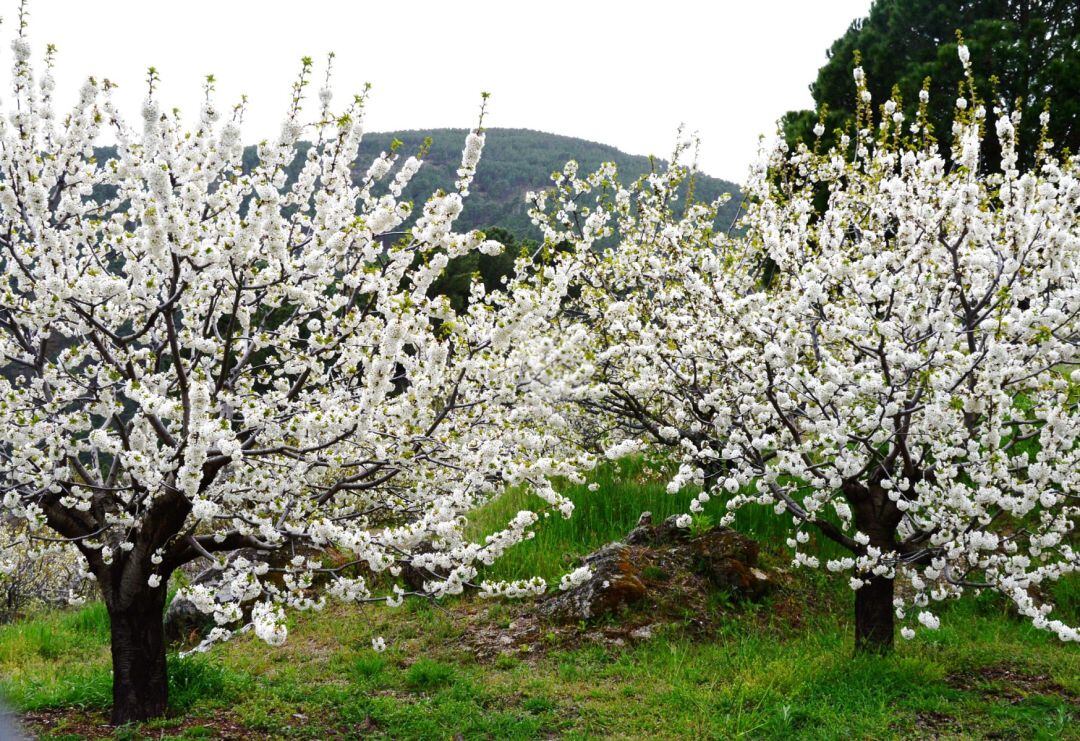 Cerezos en flor en El Hornillo