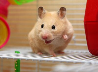 Un hámster durante uno de sus paseos fuera de la jaula