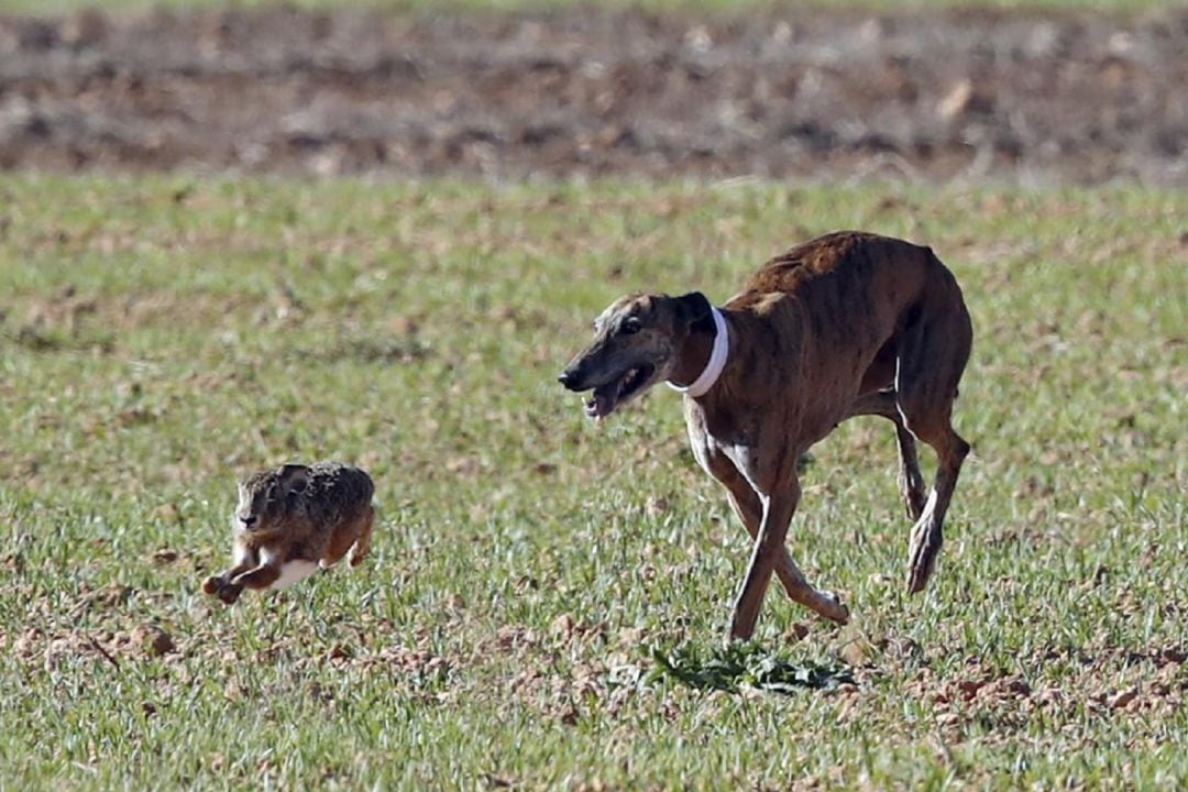 Esta semana llega la recta final del Campeonato de España de Galgos en Campo