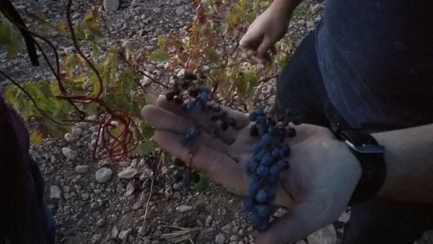 Viña de secano de uva tempranillo en Tomelloso después de la vendimia. (