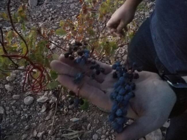 Viña de secano de uva tempranillo en Tomelloso después de la vendimia. (
