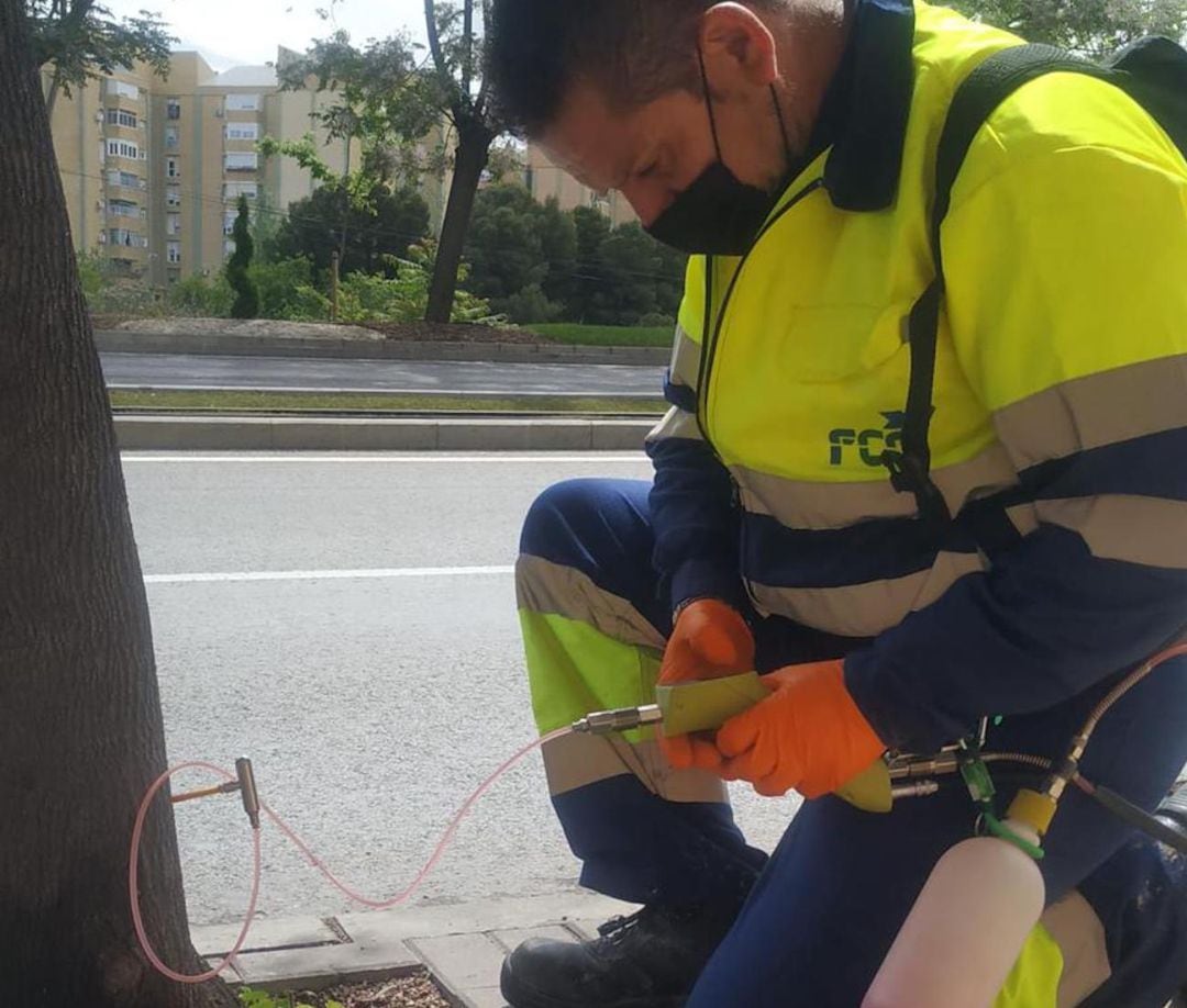 Un operario realiza el tratamiento de endoterapia a un árbol de la capital.