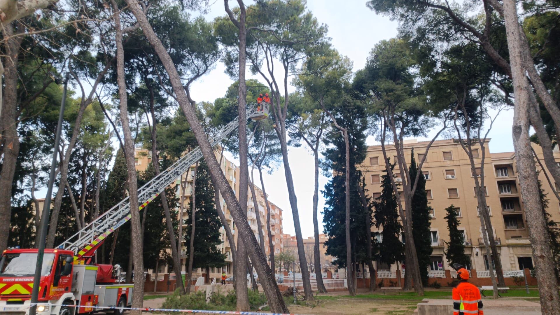 Trabajos de apeo de los pinos afectados, con la ayuda de los bomberos