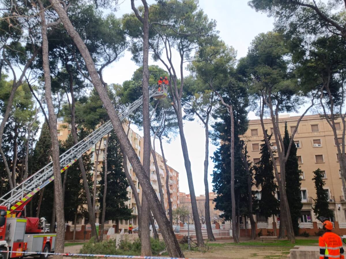 Comienza la tala de seis pinos en la zona donde cayó uno de gran porte la semana pasada