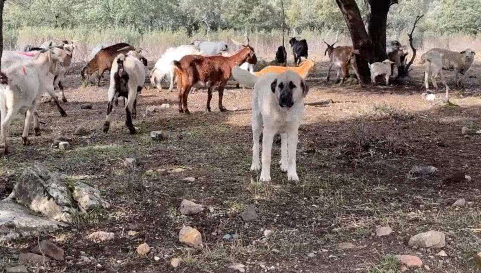 Mastín cuidando en ganado en la Sierra Norte