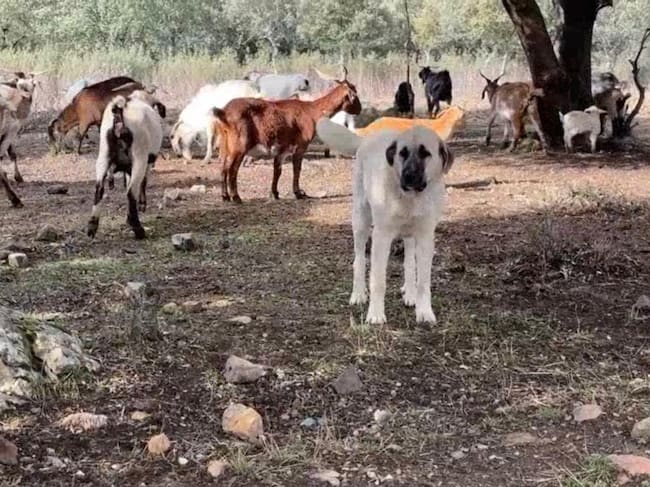 Mastín cuidando en ganado en la Sierra Norte