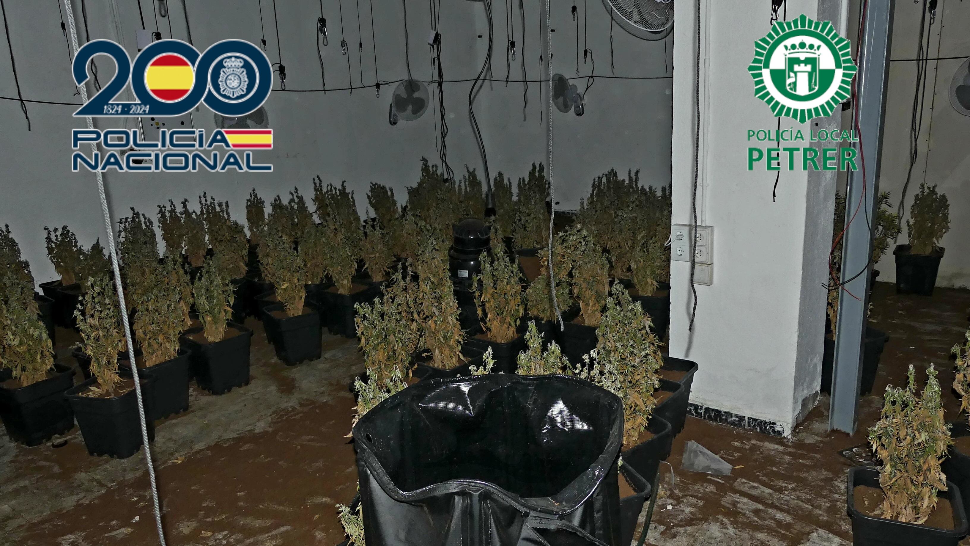 Imagen de la plantación, ubicada en una nave de Peter