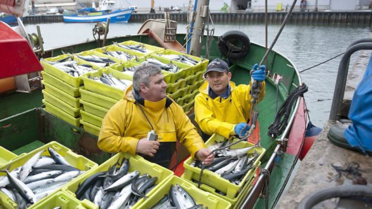 Un barco de cerco podrá pescar 30.000 kilos de verdel