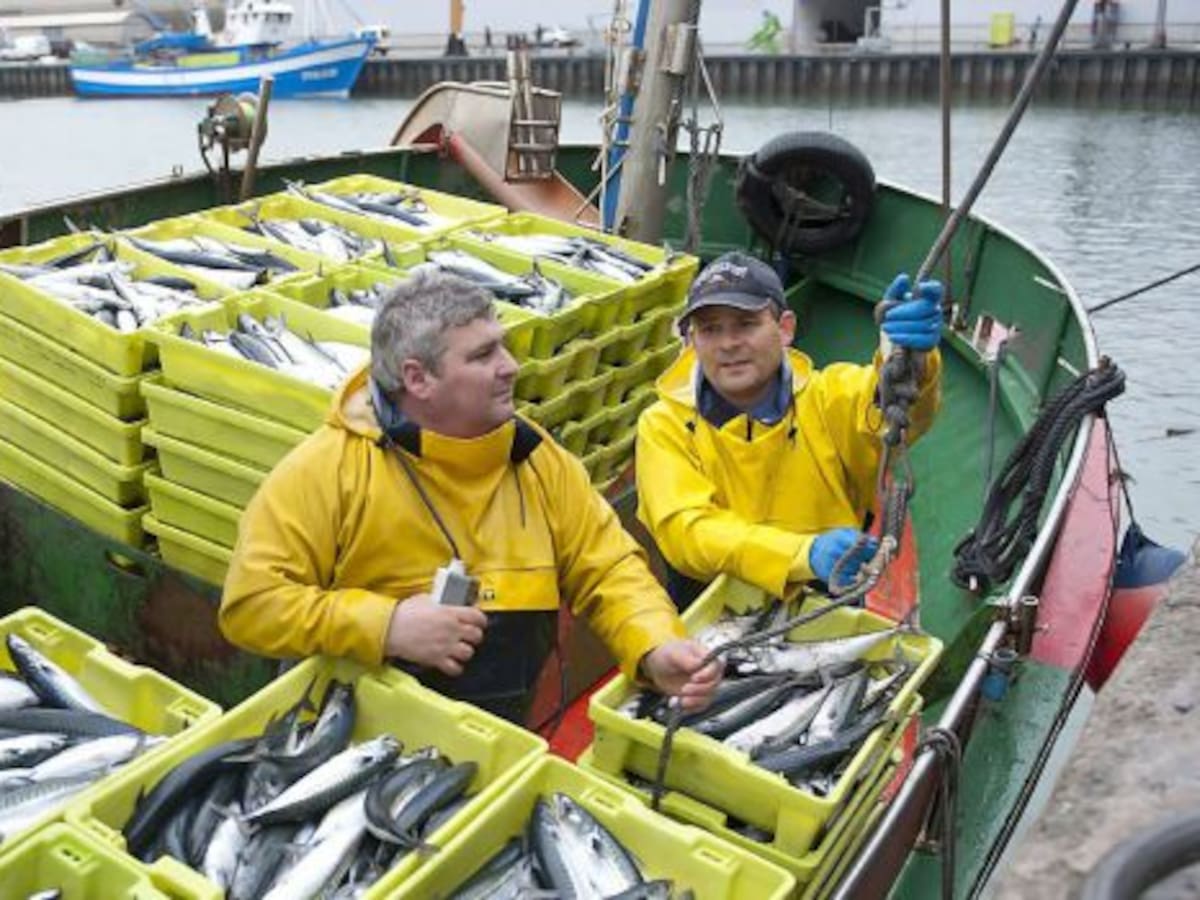 Incertidumbre en el arranque de la costera de verdel