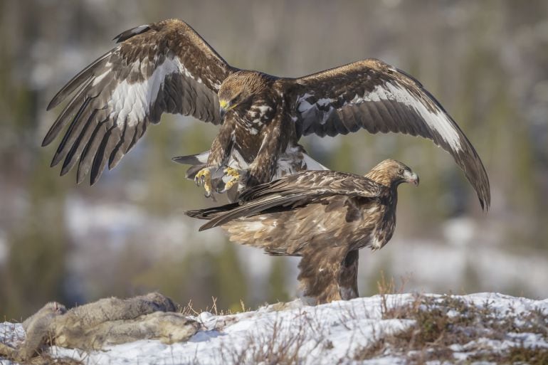 Pareja de águila real